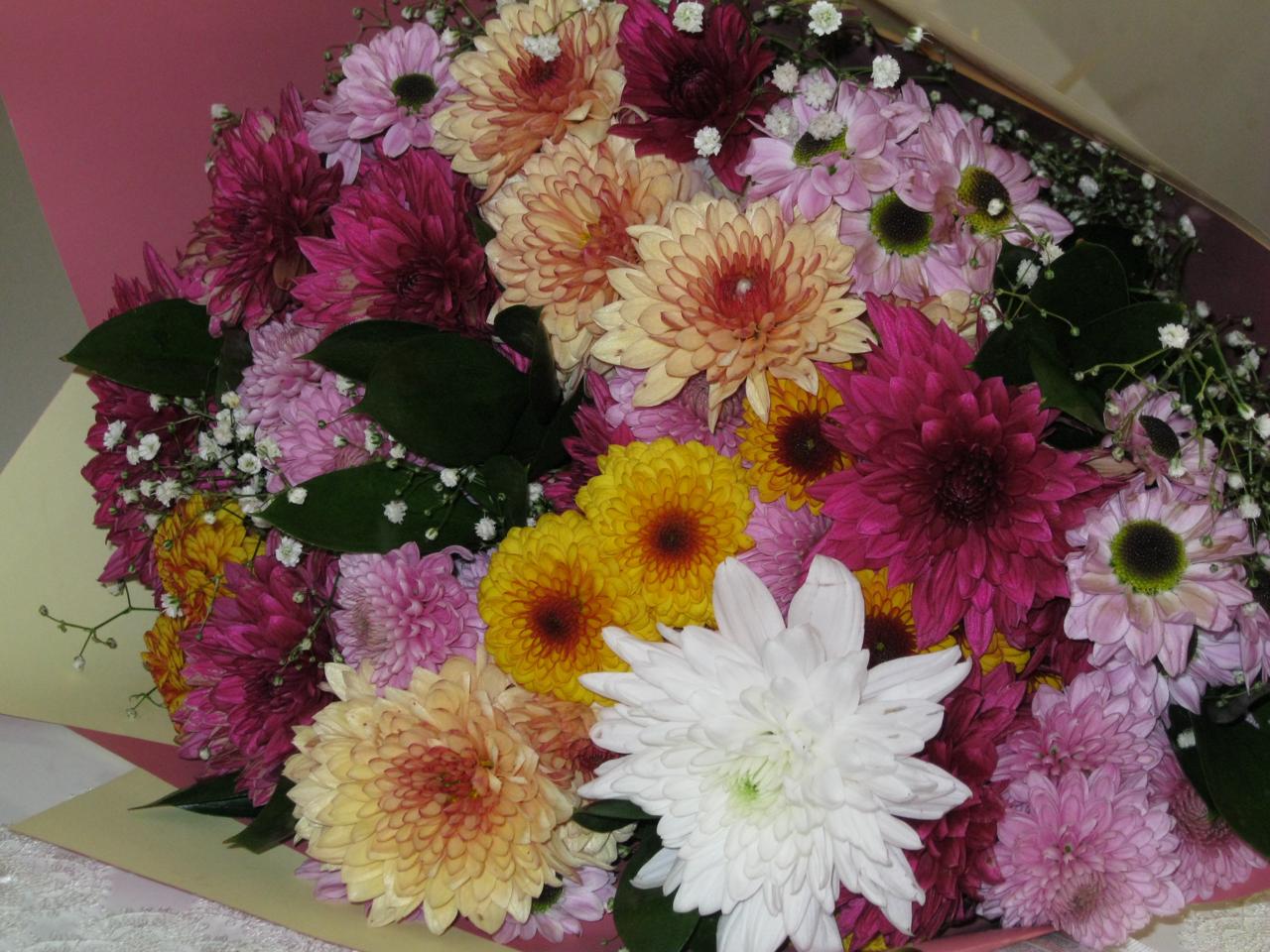 Kasımpatı Görsel 2